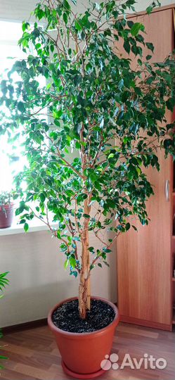 Продам комнатные цветы