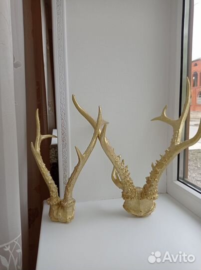 Оленьи рога настоящие