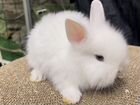 Кролики карликовые объявление продам