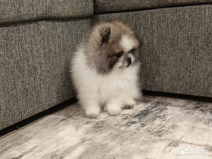 Померанский шпиц