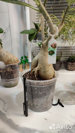 Адениум сортовой