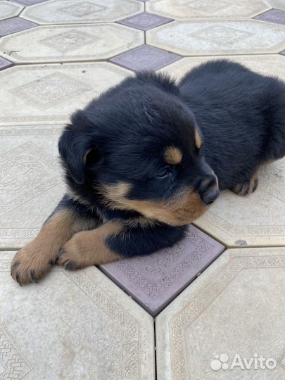 Щенки ротвейлера