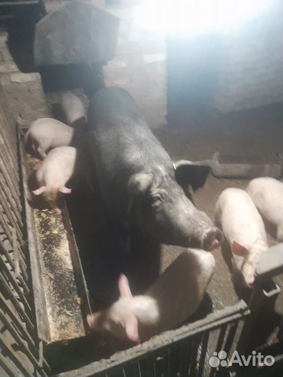 Поросята