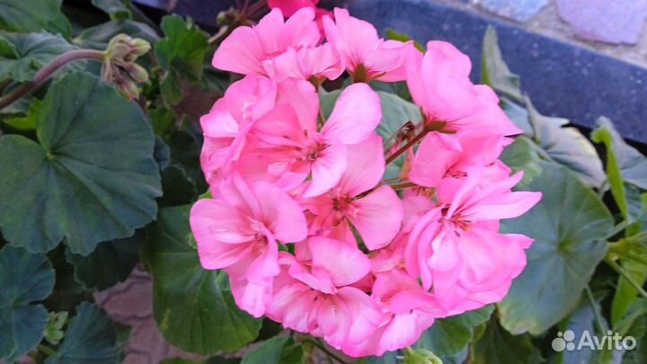 Герань пеларгония