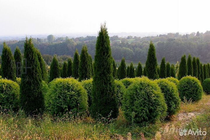 Туя 210-220 см