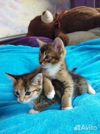 Котята Абиссинской породы