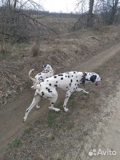 Долматинец щенки