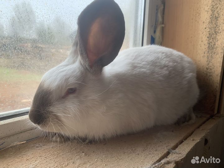 Кролики нзб, Калифорния