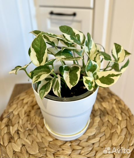 Эпипремнум н джой