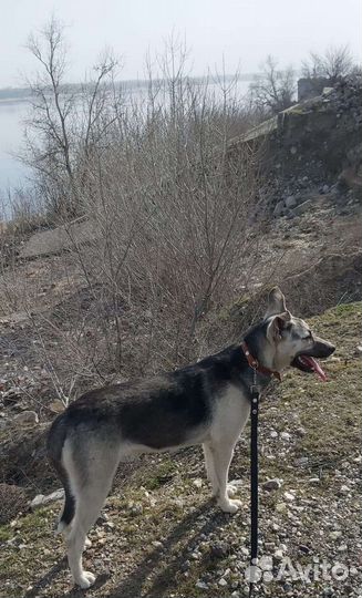 Собака подросток в добрые руки