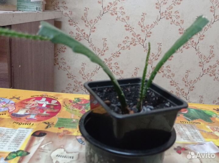 Фикус Эпифилум красный