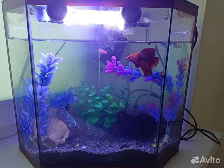 Аквариум с рыбками