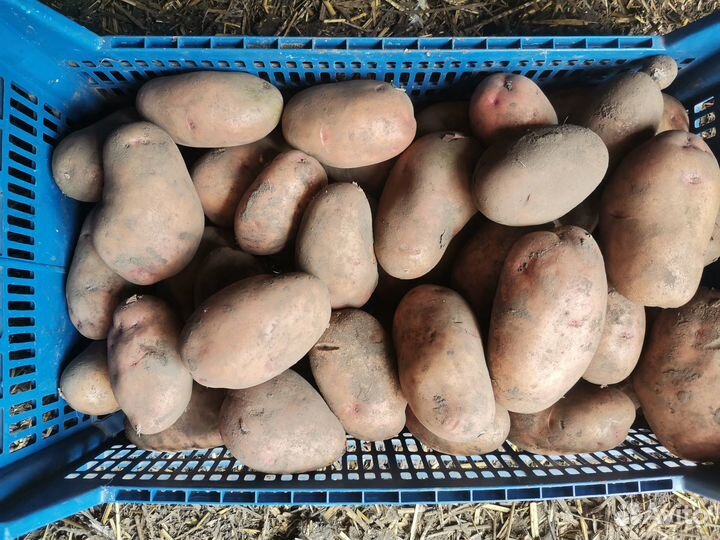 Картофель Уника на семена