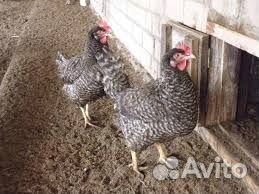 Куры молодки несушки