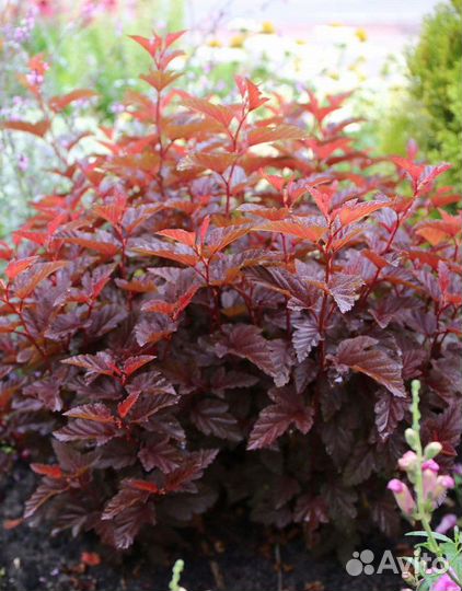 Пузыреплодник