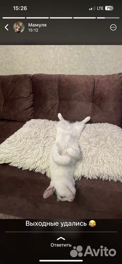 Кошка