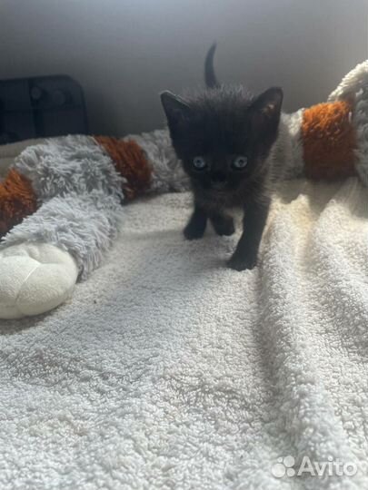 Ласковая кошечка