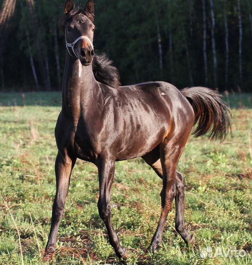 Кобылка квпн (1 год)