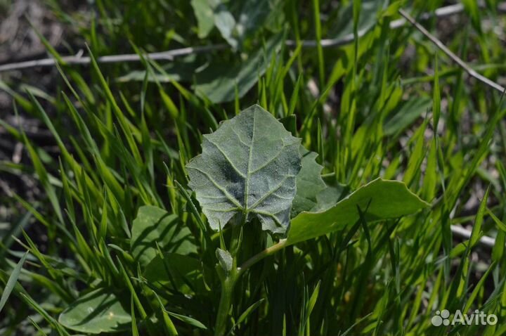 Объектив Индустар-61 Л/З, Индустар-69