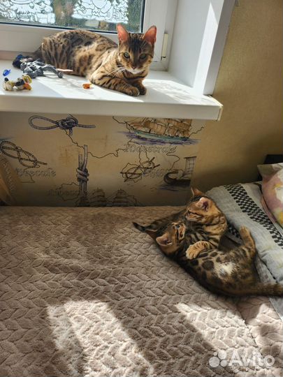 Котёнок бенгальский