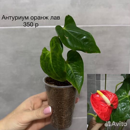 Антуриум оранж лав