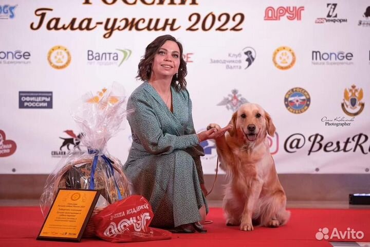 Щенки золотистого ретривера