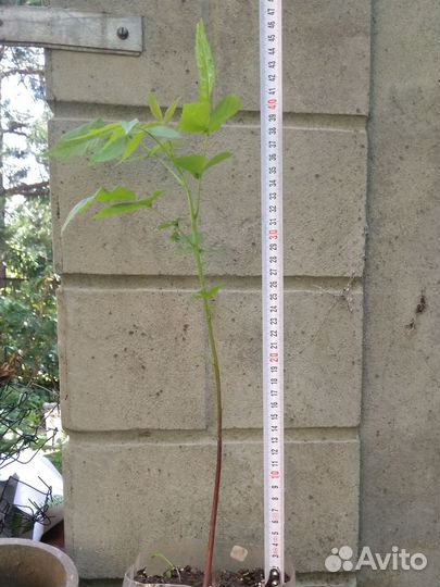 Саженцы орех черный, зкс, 2023