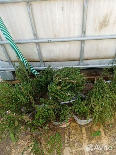 Чабрец(тимьян)