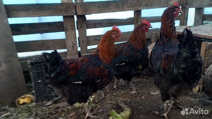 Петушки маран