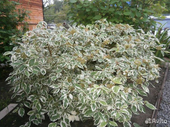 Дерен пестролистный