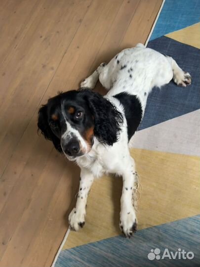 Спаниель ищет старых хозяев