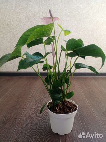 Антуриум сакура