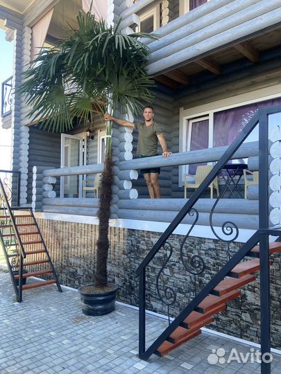 Пальма Трахикарпус форчуна