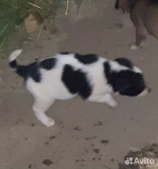 Щенок мальчик в добрые руки