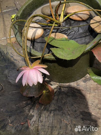 Кувшинка нимфея Perry orange Sunset