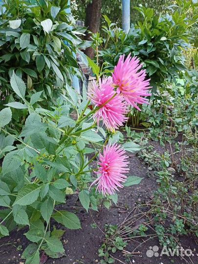 Корни георгин. Сорт Принцесса парков