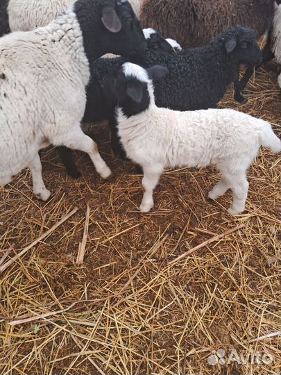 Ягнята