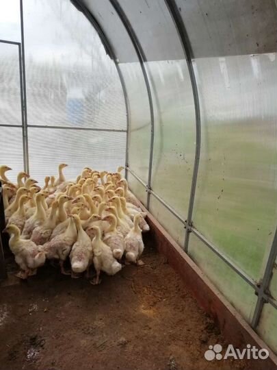 Гуси, утки, муларды