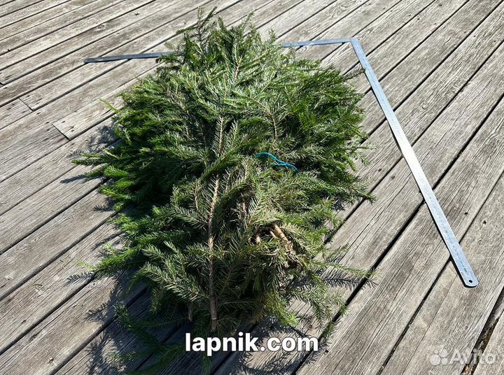Лапник укрывной