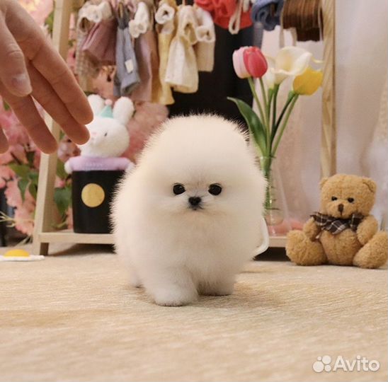 Эксклюзивные VIP мини шпицы беби фейс