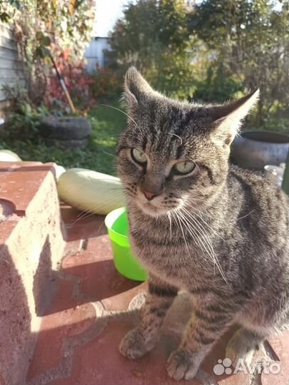 Котик подкидыш