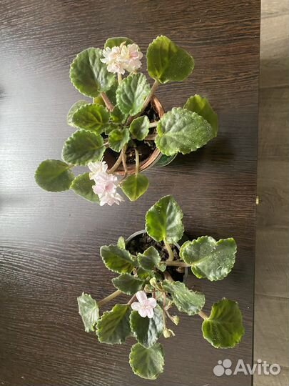 Колеусы, фиалки, замия, хойя