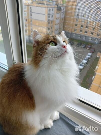 Кошка в дар