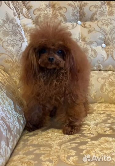 Вязка Пудель тедди тикап Китай