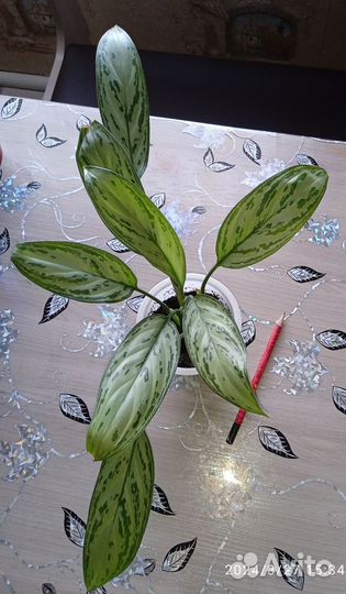 Цветы комнатные