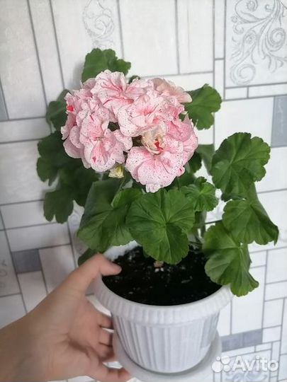 Пеларгонии набором