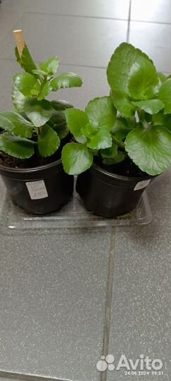 Тростянка, каланхоэ белый