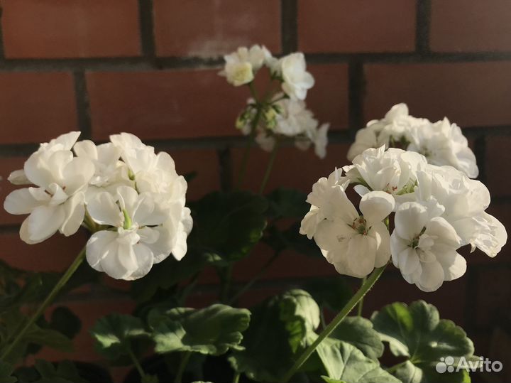 Пеларгония зональная белая (герань)