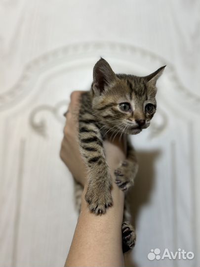 Котята в добрые руки бесплатно