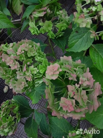 Гортензия крупнолистная, осеннее великолепие